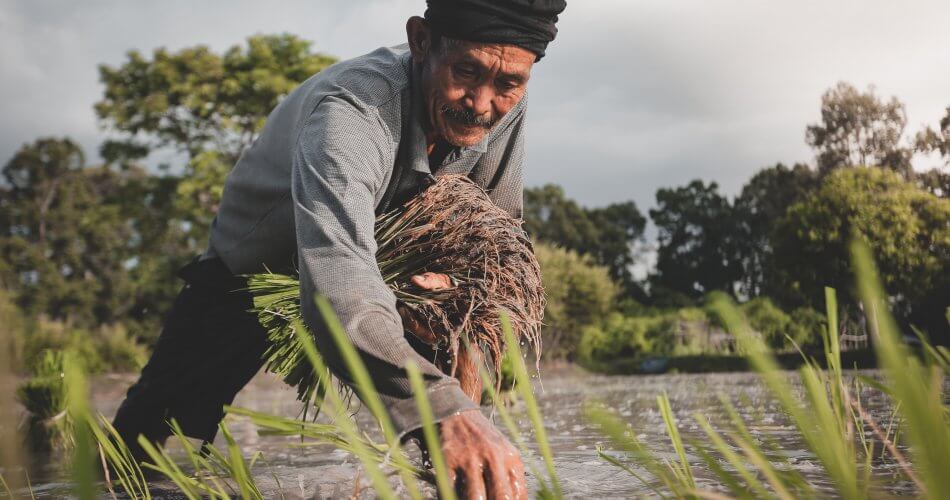 Istilah pertanian Jawa