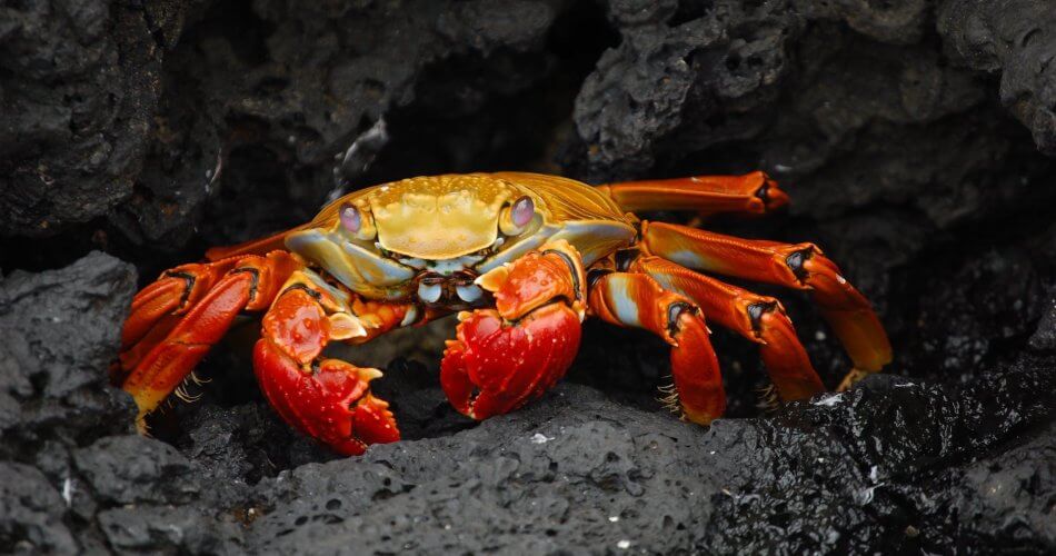 rocks animal crab creature